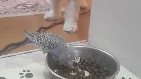 Parrot decides to try out dog's food