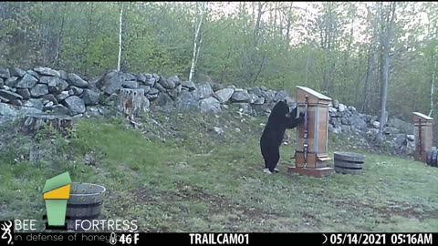 Beehives Keeping Bears Out
