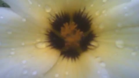 Sida sp flower is filmed very close in the morning, can see the raindrops [Nature & Animals]