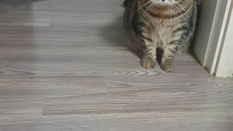 Cute cat's toy play