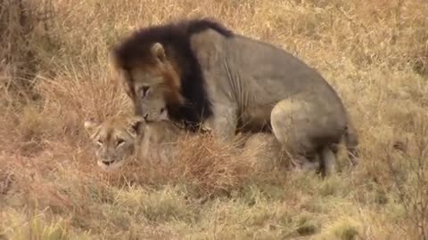 Wild Romance|Mating Rituals of lions