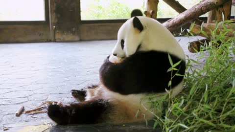 Do you like the cute look of pandas