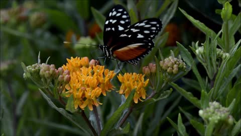 Beautiful brown and black butterfly with rose - the world of butterflies - the world of animals