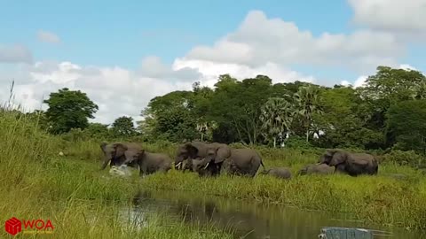 Amazing Elephant Save Baby Elephant From Crocodile Hunting😍😱