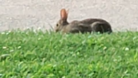 Rabbit, Levagood Area, Dearborn, MI, 7/12/24