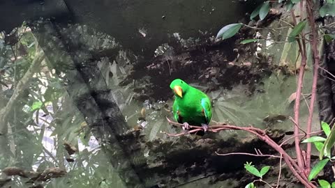 This bird sits alone in the forest