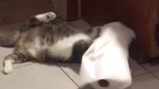 Cat hates paper towels immensely