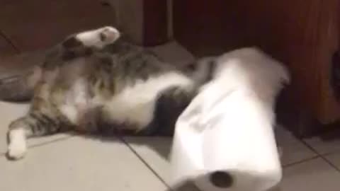 Cat hates paper towels immensely