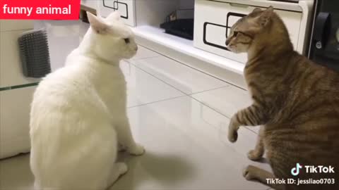 Cats talking ! these cats can speak english better than hooman