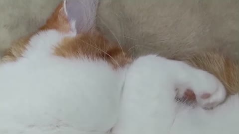 Snoring Cat