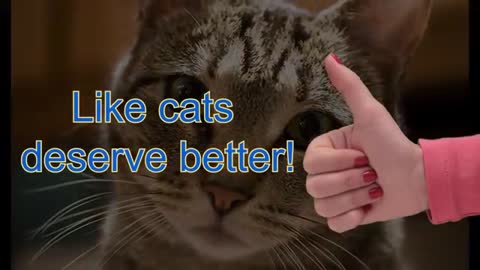 Battle - funny animals video - cat heroes - cool cat