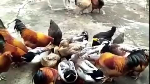 Hen fighting dog