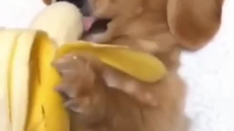 This dog eating a banana like a human!