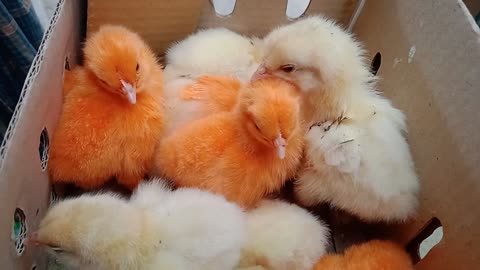 Small Baby baby Chiken together in a opt.