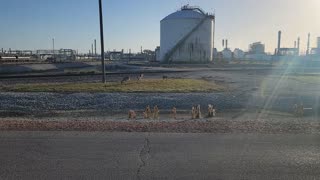 URBAN HUNTING FREEPORT TEXAS USA