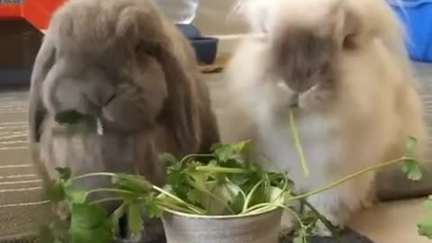 cute bunnies