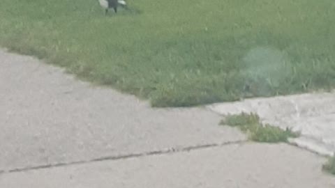 Funny bird doesn't want to have coffee with me