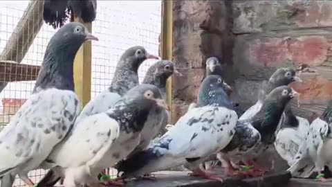 Beautiful pigeon breeder pair best flying