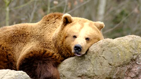 A Brown Bear Lying Down and Resting