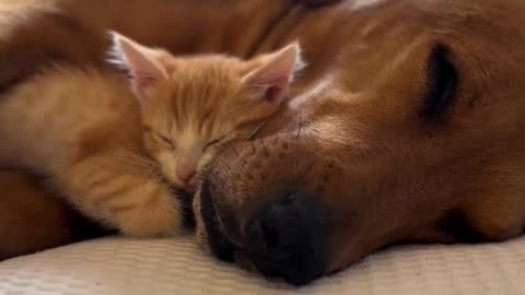 kitten and dog