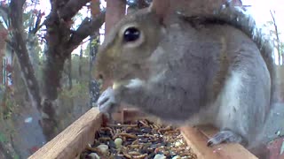 squirrels balancing act