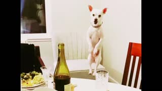 Dog Can't Stop Jumping To See What's For Dinner