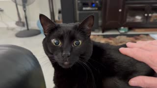 Adopting a Cat from a Shelter Vlog - Cute Precious Piper Enjoys Being Petted