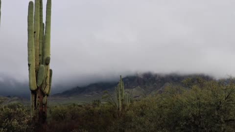 Arizona Desert Storms