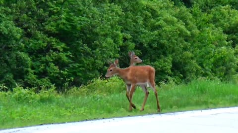 White-tailed deer