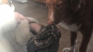 Snake Gets Kisses from Gentle Dog