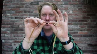 Making cordage with dogbane