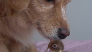 Dog Gets to Know Duckling