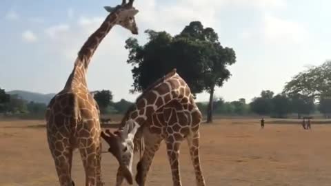 Two Giraffes Fighting Each Other