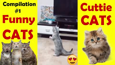 Funny and Super Cute CATS | Compilation #1