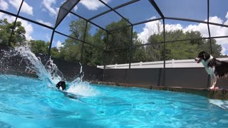 High Flying Border Collie