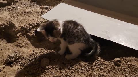 Baby cats covered the poop with soil (Smart, thoughtful Kittens)
