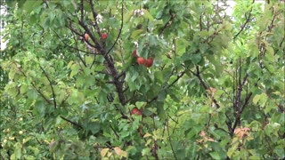 Summer rain over the orchard.