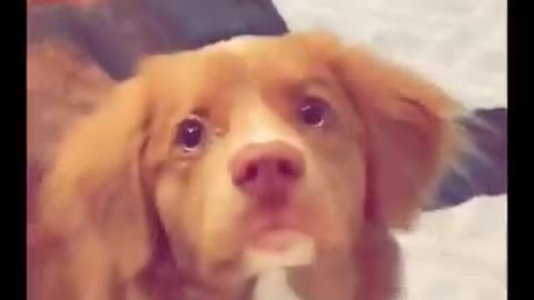 Most Adorable Dog Videos on the Internet! 😍🐶