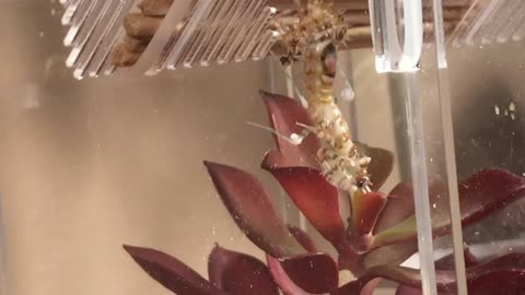 Spiny Flower Mantis Molting
