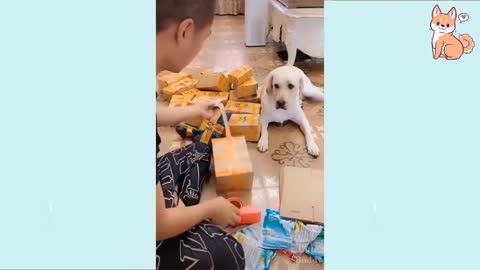 Cute and funny puppies, really smart