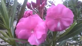 Beautiful pink oleander flowers in the square, they are very beautiful! [Nature & Animals]