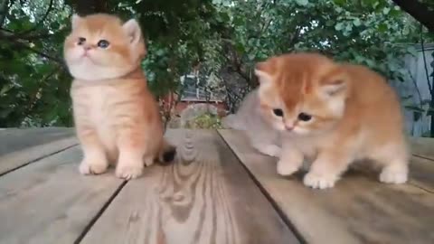 Three little Teddy kittens | Cutest Baby British kittens