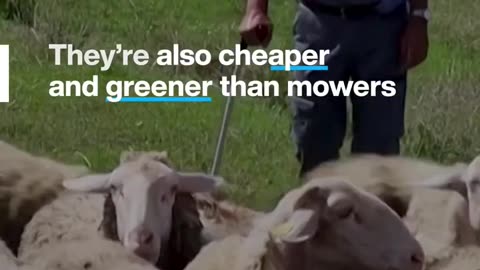 This solar farm in Kosovo uses sheep to mow the grass