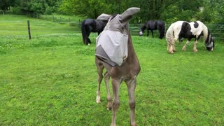 Adorable foal in adult horse fly mask