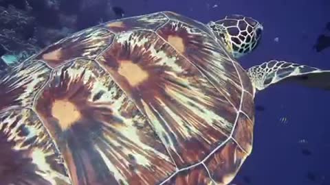 sea ​​turtle2