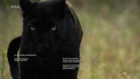 "Unveiling the Mysterious World of Panthers 🐾 | A Glimpse into their Wild Lives 🌿"