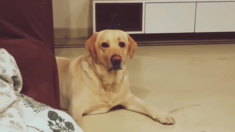 Abb Nini Nahi aa rahi #dogshorts #dogvlogger #labradorlovers #doglover #minivlog