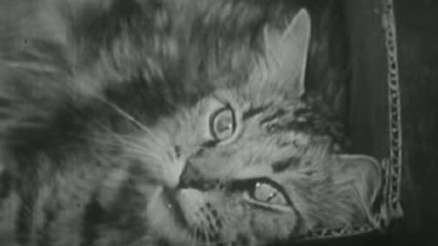 Private Life of a Cat - 1947 film