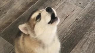 Husky howling at the same time s owner