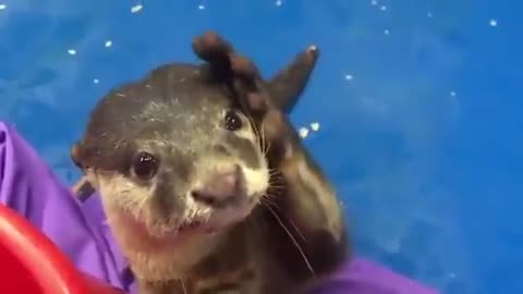 Otter begs to be petted